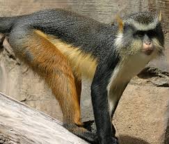 Mona Monkey, Cercopithecus