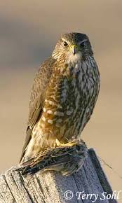 Merlin - Falco columbarius