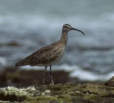 NUMENIUS PHAEOPUS
