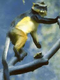 (Cercopithecus wolfi)