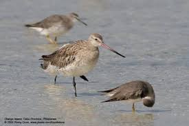 Little Curlew Numenius minutus