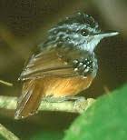 Certhidea olivacea