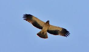 (Hieraaetus pennatus)