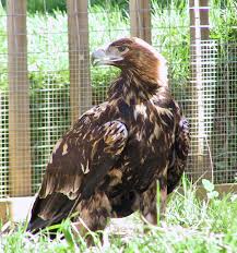 (Aquila adalberti),