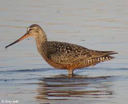 Godwit - Limosa haemastica