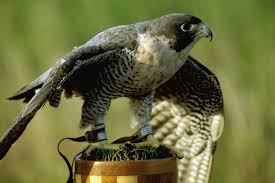 (Falco peregrinus anatum)