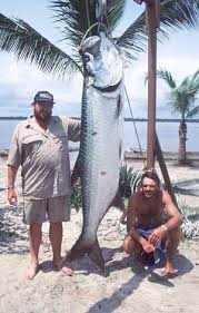 GABON'S TARPON