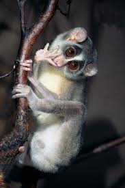 Genus: Loris
