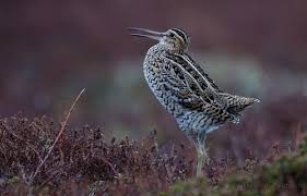 snipe (Gallinago media)