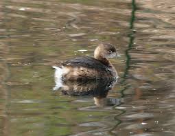(Podilymbus podiceps) are