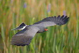 (Rostrhamus sociabilis).