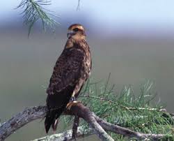 Rostrhamus sociabilis