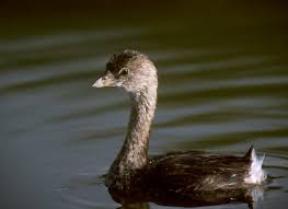 Grebe, Podilymbus podiceps