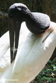 Jabiru Stork (Jabiru mycteria)