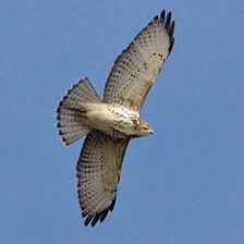 (Buteo platypterus)
