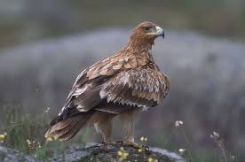 Un ejemplar de águila