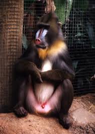 Mandrillus sphinx