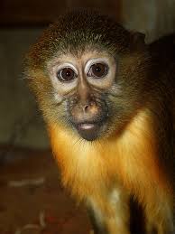 (Cercocebus galeritus