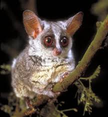 Galago moholi