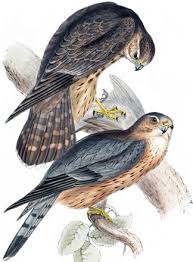 Merlin (Falco columbarius)
