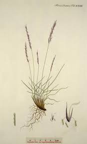 Le nard raide (Nardus stricta)
