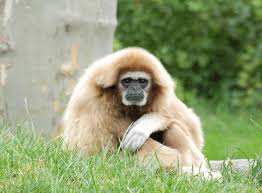 Gibbon (Hylobates lar) <!