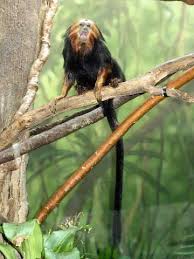 binomial = "Leontopithecus