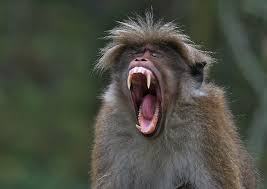 Macaca sinica, Sri Lanka