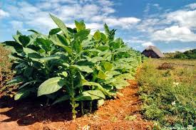 Cuba - Tobacco plantation