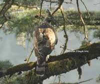 Spizaetus nipalensis