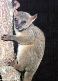 Mirza coquereli lemur