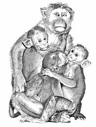 macaque (Macaca radiata),