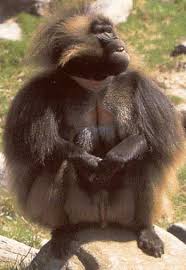 Gelada baboons (Theropithecus
