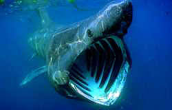 Shark - Cetorhinus maximus