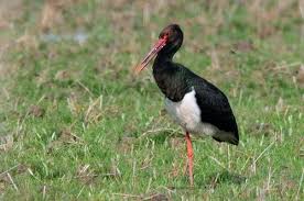 stork (Ciconia nigra)