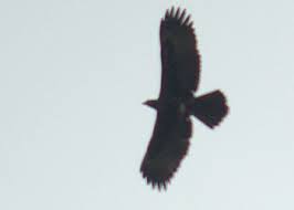 Gurney's Eagle (Aquila gurneyi