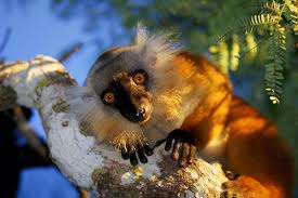 Eulemur macaco macaco