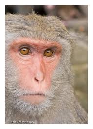 (Macaca Cyclopis) (台灣