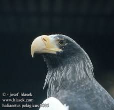 Haliaeetus pelagicus Steller's