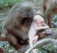 Stump-tailed macaque (Macaca
