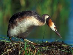 Grebe, Podiceps cristatus