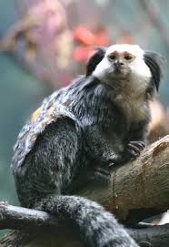 File:Callithrix geoffroyi.jpg