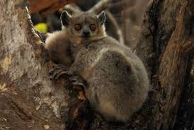 (Lepilemur leucopus) in