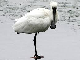 Platalea Minor