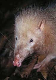 Tarsius bancanus,