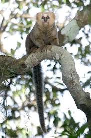 Callithrix flaviceps