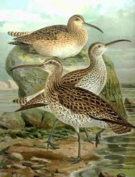 (Numenius tenuirostris)