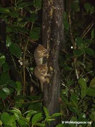 Microcebus rufus (Brown mouse