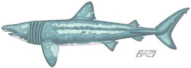 Shark (Cetorhinus maximus)