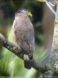 Spilornis cheela
